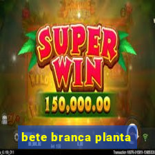 bete branca planta