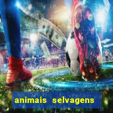 animais selvagens fotos e nomes