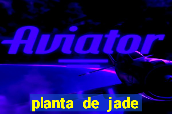 planta de jade significado espiritual